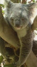 koala in boom